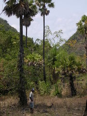Borassus flabellifer