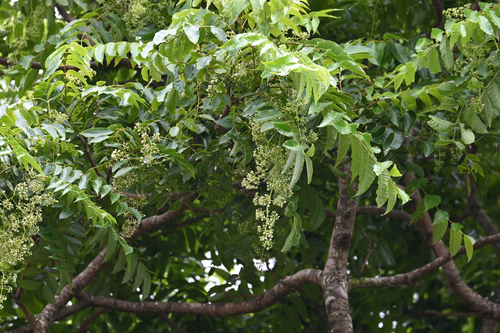 Toona ciliata observed 2026-05-10