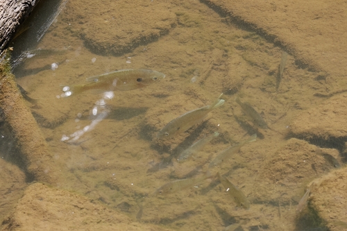 Lepomis macrochirus