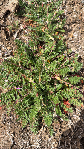 Erodium cicutarium observed 2026-05-10