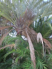 Dypsis decaryi