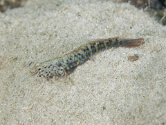 Crested Oystergoby photo 1