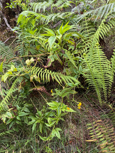 Bidens campylotheca observed 2026-05-06
