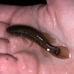 Umbra pygmaea