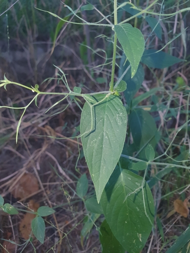 Dicliptera paniculata image