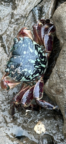 iNaturalist observation photo of Striped Shore Crab