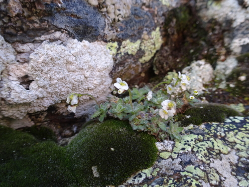 Draba dubia (Draba dubia)