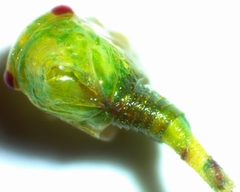 Smiliini