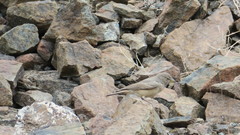 Ammomanes deserti