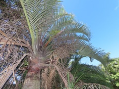 Dypsis decaryi