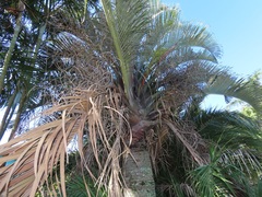 Dypsis decaryi
