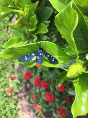 Syntomeida epilais