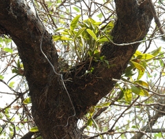 Guarianthe aurantiaca