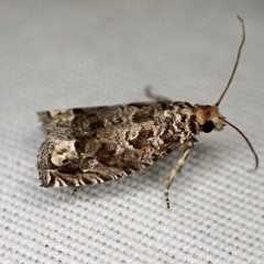 Epiblema abruptana