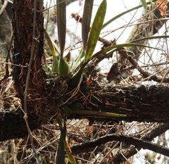 Encyclia