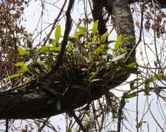 Guarianthe aurantiaca