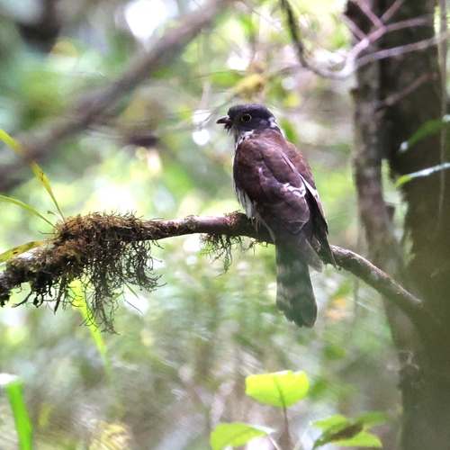 Hodgson's Hawk-Cuckoo
