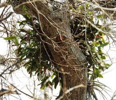 Guarianthe aurantiaca