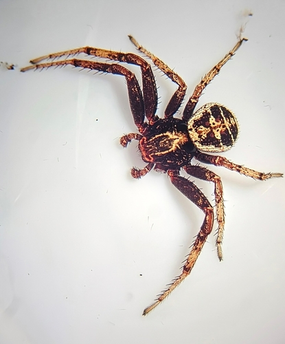 Elegant crab spider photo 2