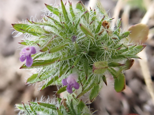 iNaturalist observation photo of Mesamints