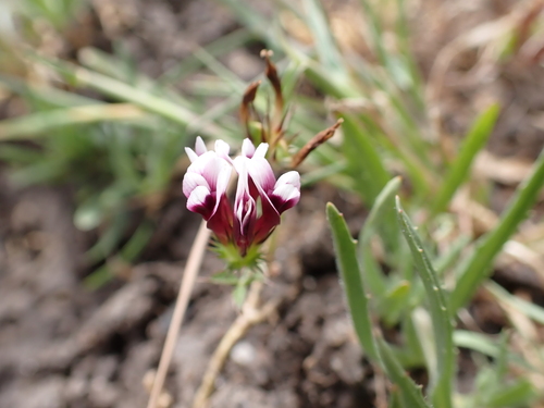 iNaturalist observation photo of white-tipped clover
