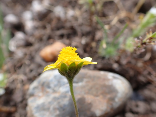 iNaturalist observation photo of goldfields