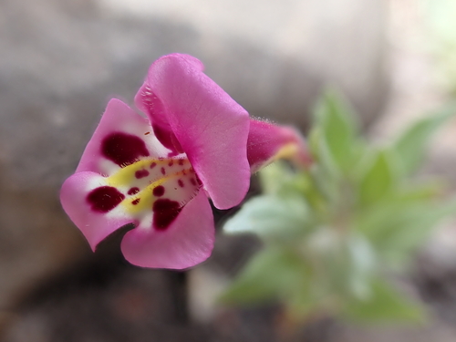 iNaturalist observation photo of tricolor monkeyflower