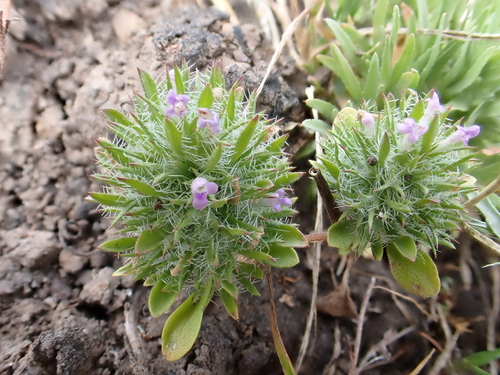 iNaturalist observation photo of Mesamints