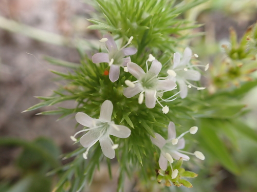 iNaturalist observation photo of Pincushion plants