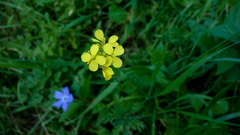 Diplotaxis catholica