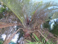 Dypsis decaryi
