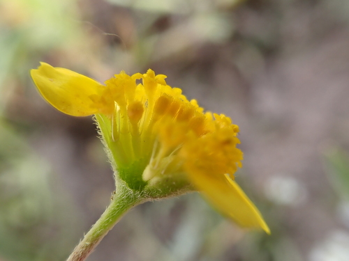 iNaturalist observation photo of goldfields