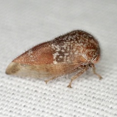 Ophiderma pubescens