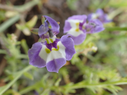 iNaturalist observation photo of Doublehorn Calicoflower