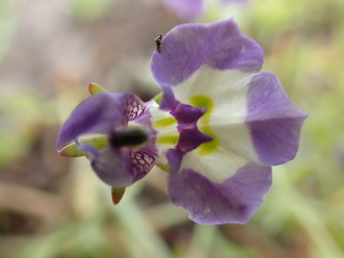 iNaturalist observation photo of Doublehorn Calicoflower