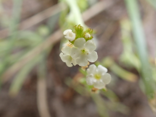 iNaturalist observation photo of stalked popcornflower