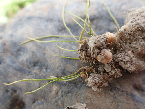 iNaturalist observation photo of American pillwort