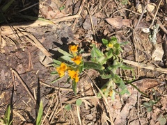 Lithospermum canescens