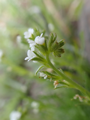 iNaturalist observation photo of stalked popcornflower