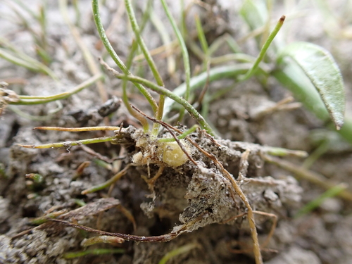 iNaturalist observation photo of American pillwort