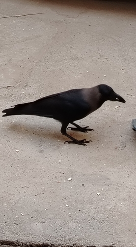 House Crow