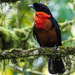 Red-ruffed Fruitcrow - Photo (c) David Monroy R, some rights reserved (CC BY-NC), uploaded by David Monroy R