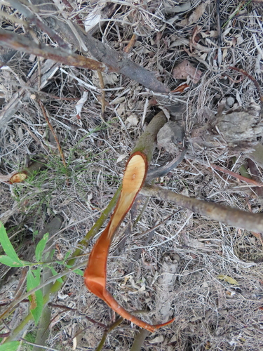 animal observation 2