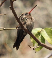 Phaeoptila sordida
