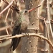 Dusky Hummingbird - Photo (c) Alfredo Omar, some rights reserved (CC BY-NC), uploaded by Alfredo Omar