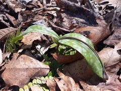 Erythronium umbilicatum