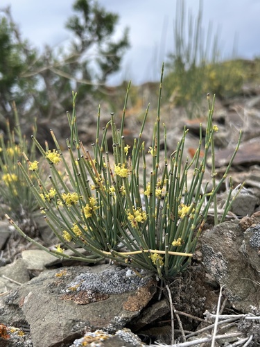 Ephedra intermedia, photograph 3