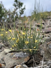 Ephedra intermedia, photograph (c) Kudaibergen Amirekul, some rights reserved (CC BY-SA)