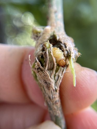 Jewel Weevil photo 4