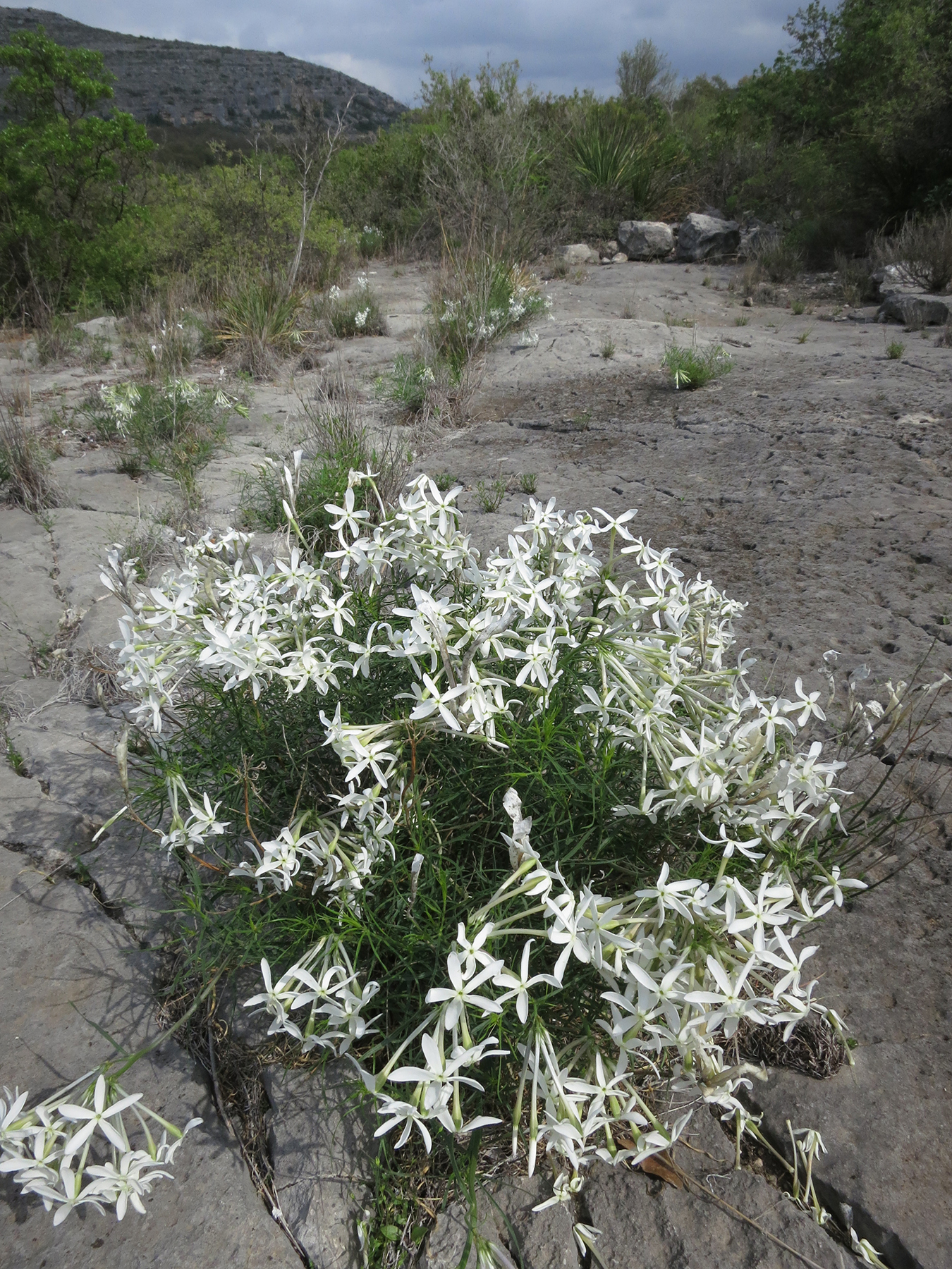 Amsonia longiflora